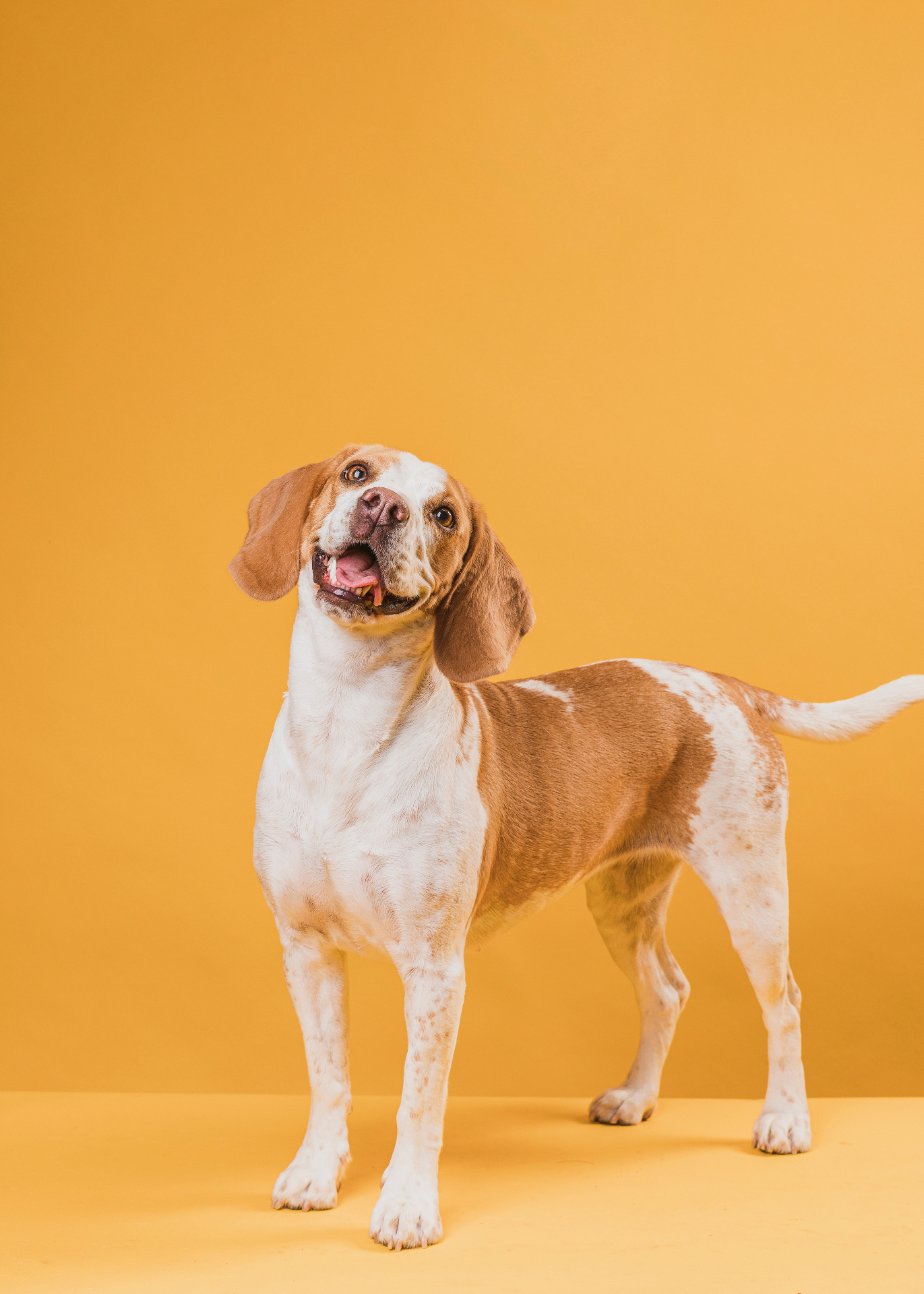Happy beagle on a warm yellow background
