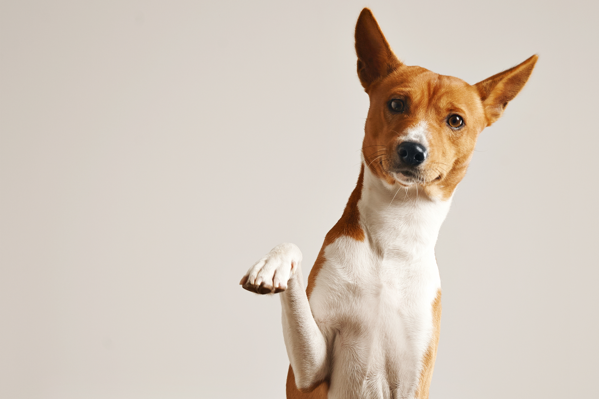 Friendly basenji dog giving his paw